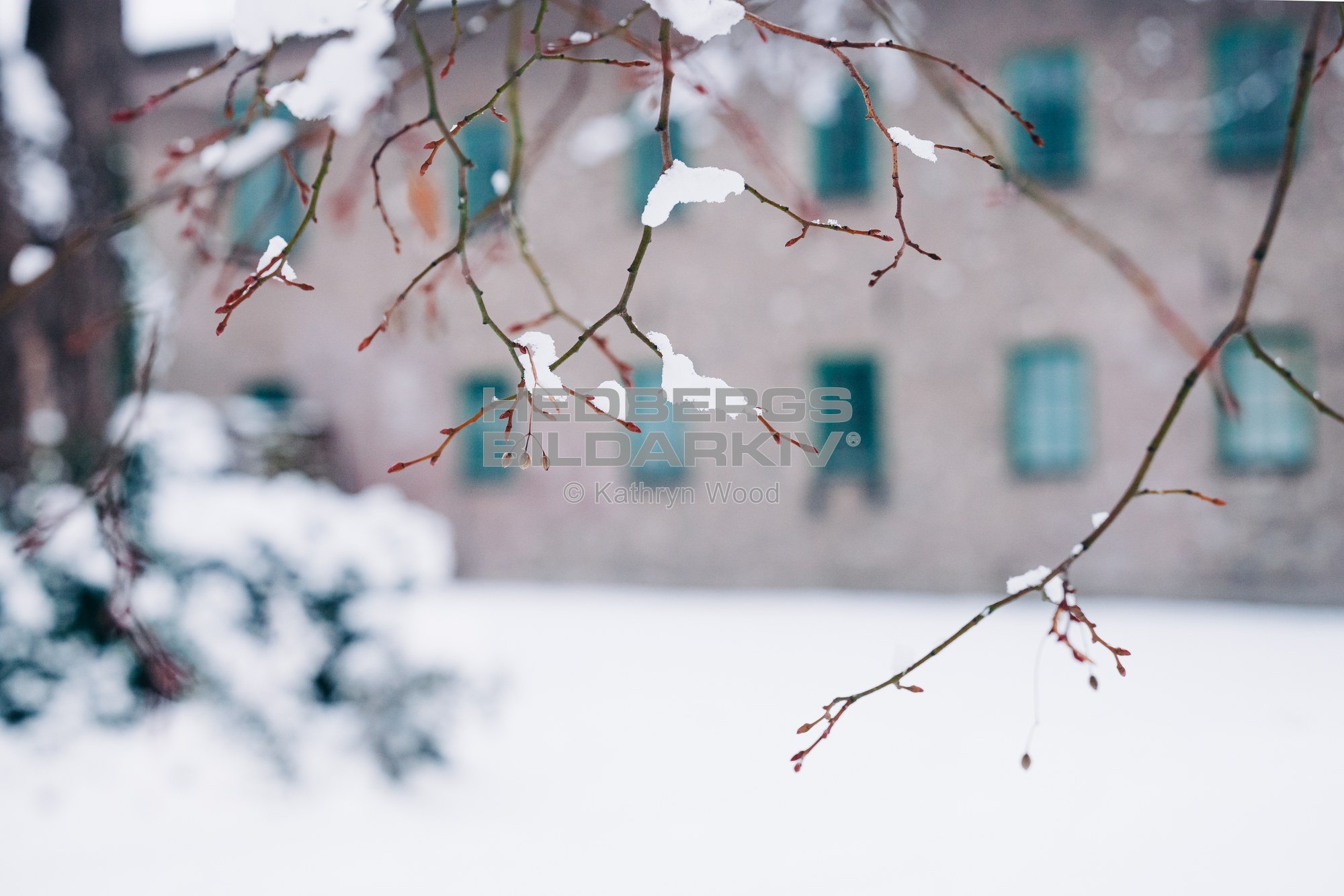 Snö på grenarna